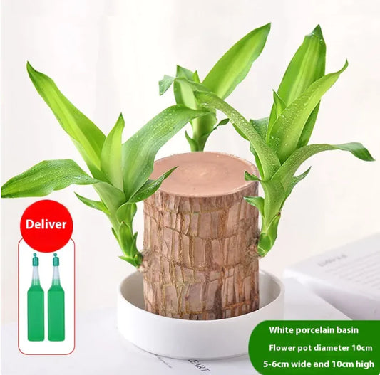 Plant Holder